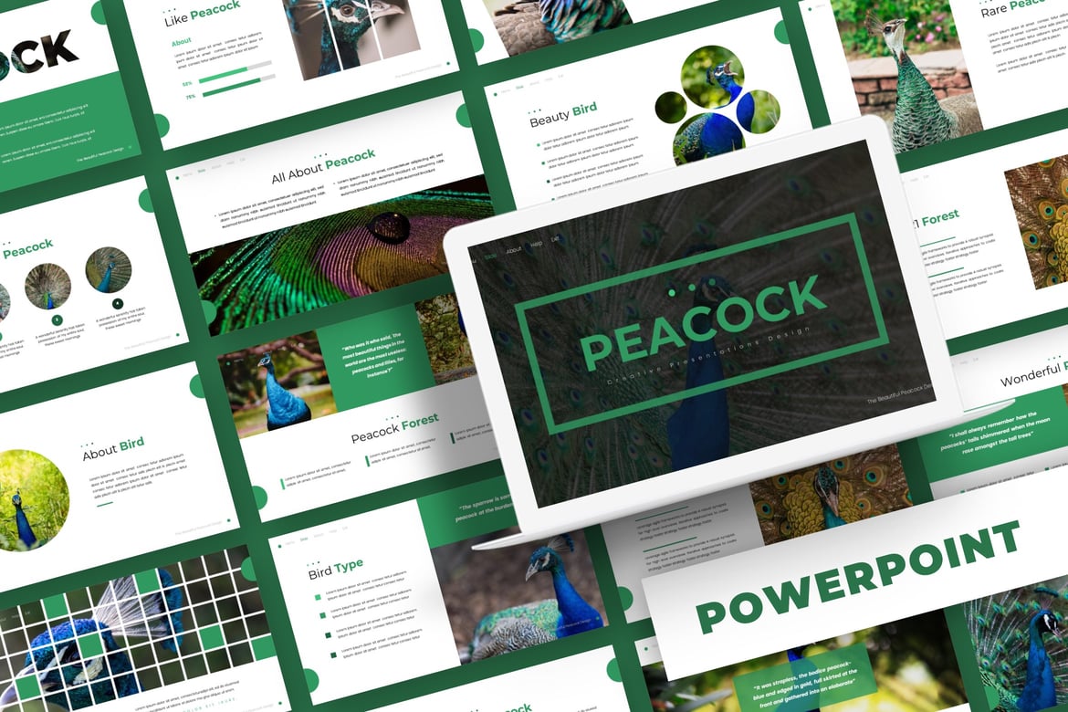 Template Powerpoint Peacock - Solusi Presentasi Kreatif Anda